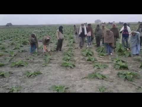 Put in field crop drying drug