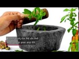 know all about basil leaves basil seeds home remedies