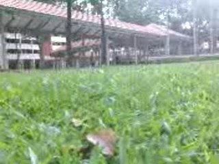 Is it a tiger walking around the jungle?