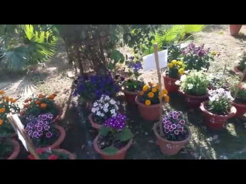 Chinese tea put in the mouth and take a two-leaf tea fun