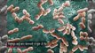 these 12 superbugs pose the greatest threat to human health who says