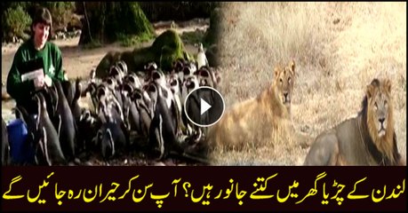 How many animals are in London zoo? this will amaze you