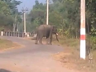 Elephant creating problem for people in Uttarakhand
