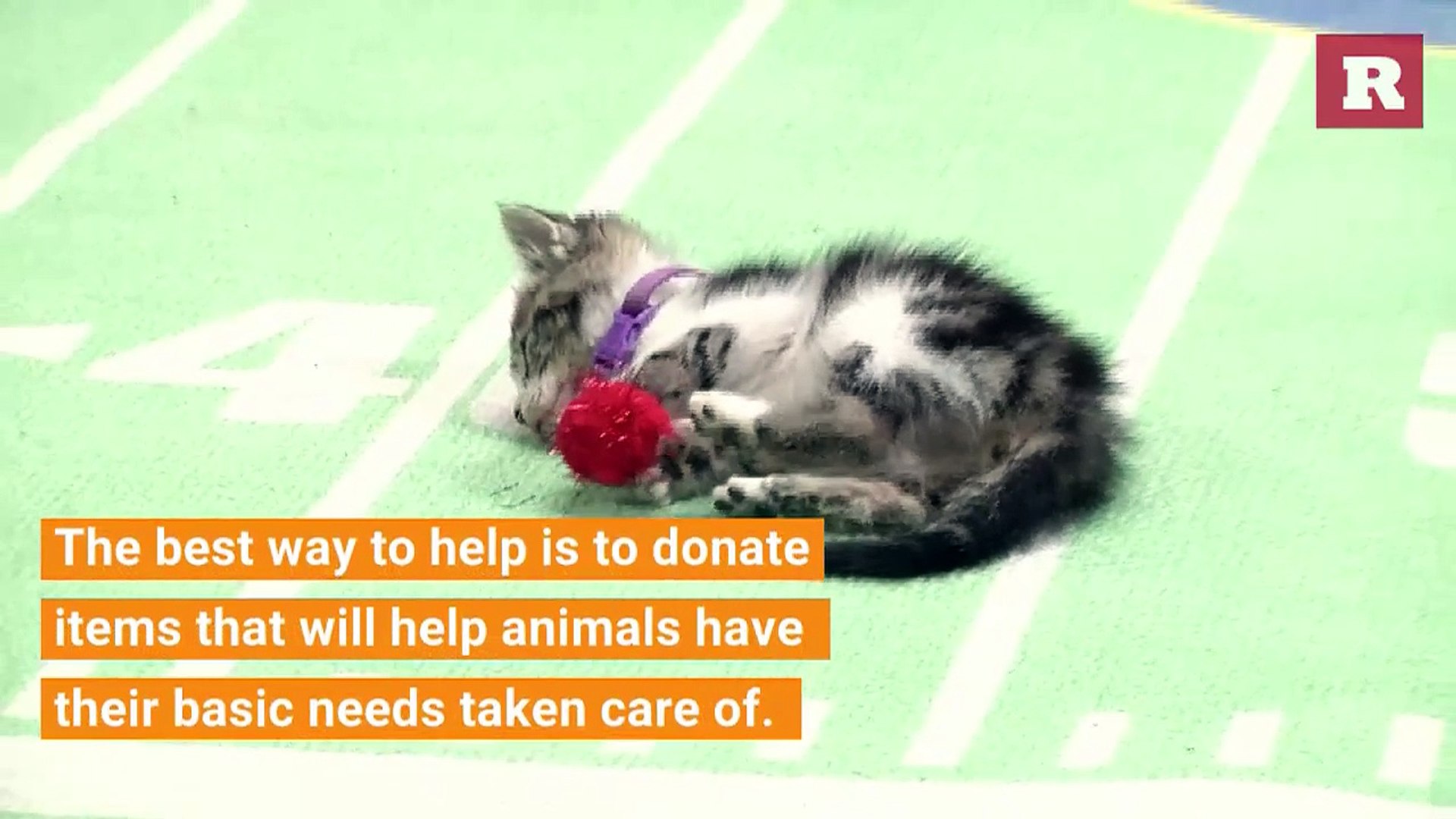 ⁣Ways to help animals in shelters | Rare Animals