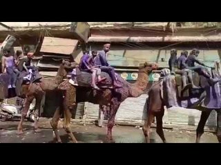 Tải video: Camel parade on the occasion Ganga Mela in Kanpur