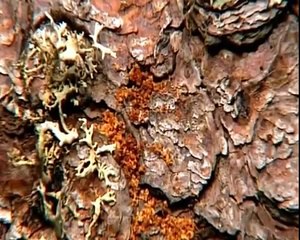 Bohemian Forest: Wilderness in the Heart of Europe - Nature Documentary