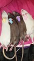 Ces rats adorables dorment avec leurs doudous... Trop mignon