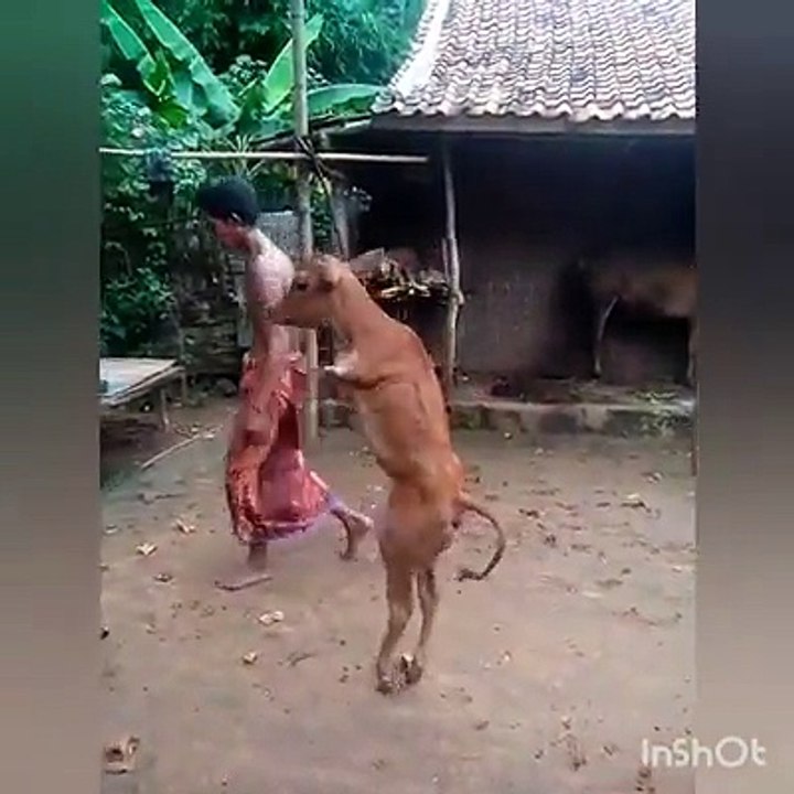 animal camina en 2 patas perdió las 2 Superación  real