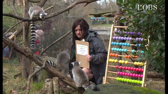 Combien de pingouins à Londres ? Le zoo à l'heure du recensement annuel