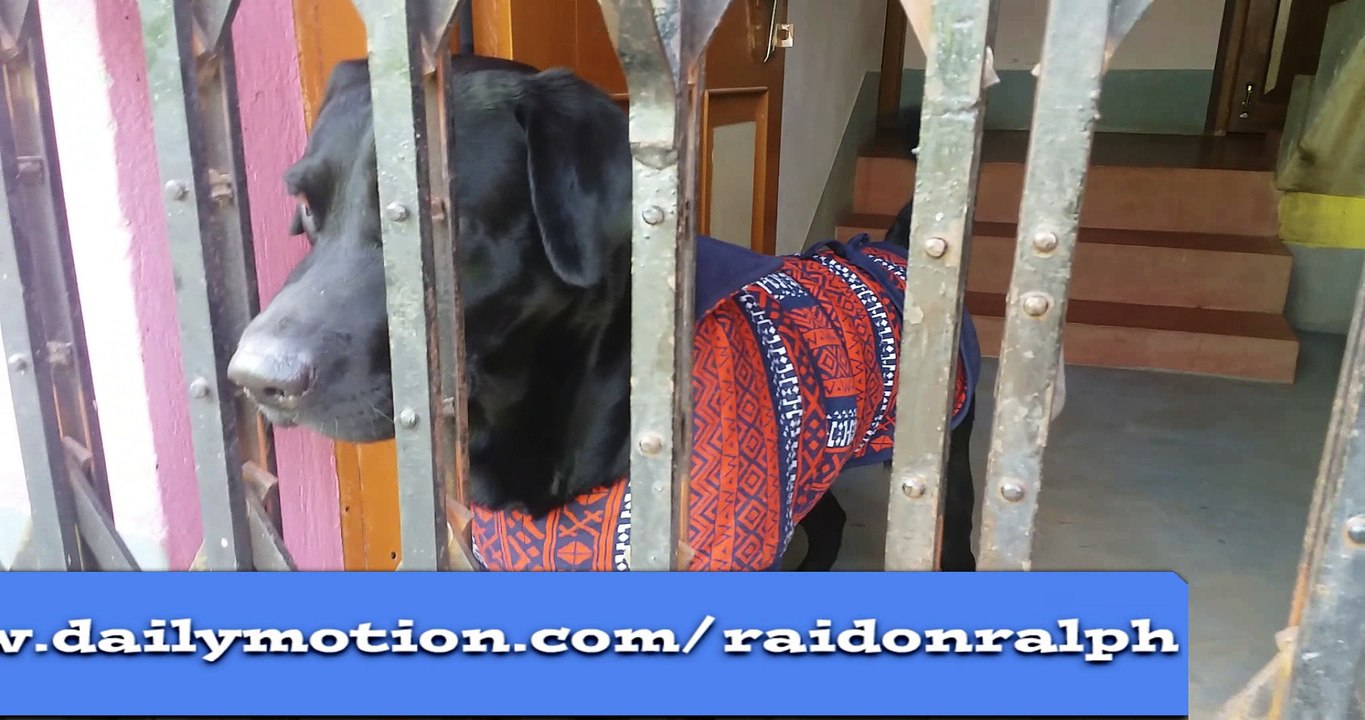 Jealous Dog Want Attention Compilation - Dog Funny Video