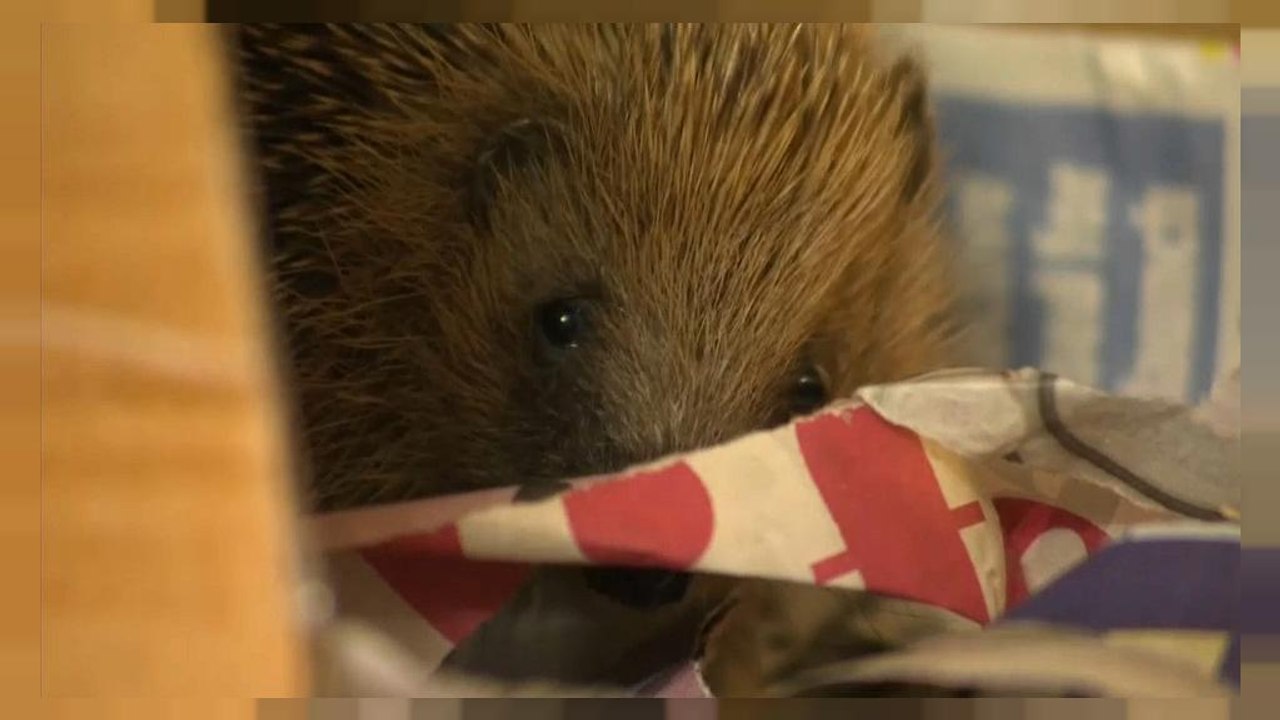 Es liegt nicht am Brexit: Immer weniger Igel