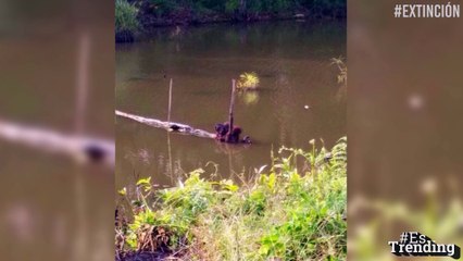 Indignante: asesinan a un animal en peligro de extinción con 130 perdigones, golpes y cortes