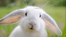Rabbit Quotes,Quotes by Topics.