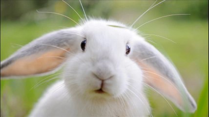 Rabbit Quotes,Quotes by Topics.