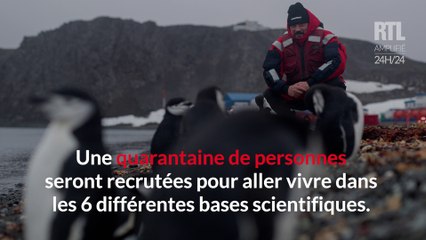 L'institut polaire recrute ses futurs salariés pour vivre un an sur la banquise