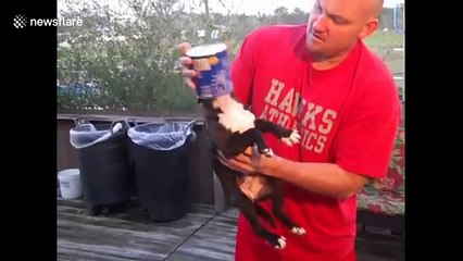 Puppy gets her head stuck in a peanut can