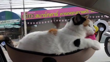 Ce chat aime s'installer confortablement quand il voyage en voiture