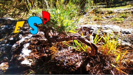 ESPECIAS  video 2 "CLASIFICACION"