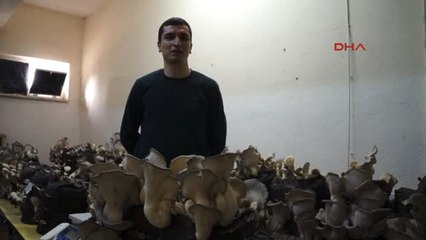 Manisa Öğrenciler, Okula Katkı İçin İstiridye Mantarı Yetiştiriyor