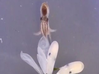 OCTOBABIES! Octopus babies hatching at the Virginia Aquarium - ABC15 Digital