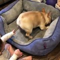 Baby teases the dog!