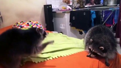 Raccoons palying with bubbles