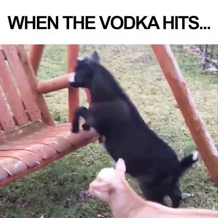 Goat fall from swing