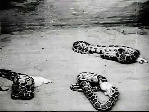 Кормление удавов / Fütterung von Riesenschlangen 1911