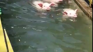 Small piglets swimming