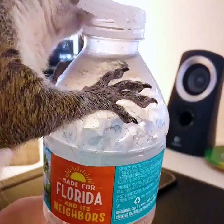 Squirrel helps himself to an ice cold water bottle