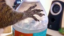 Squirrel helps himself to an ice cold water bottle