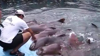 Man feeds sharks on aquarium platform