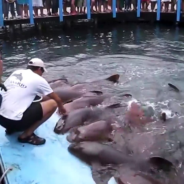 Man feeds sharks on aquarium platform