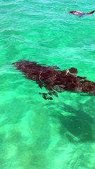 Sharks Just Want a Meal