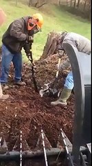 Libération d'un raton laveur coincé dans la terre