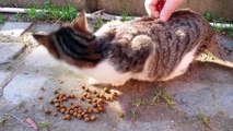 Grappige Katten new / Grappige Katten Filmpjes