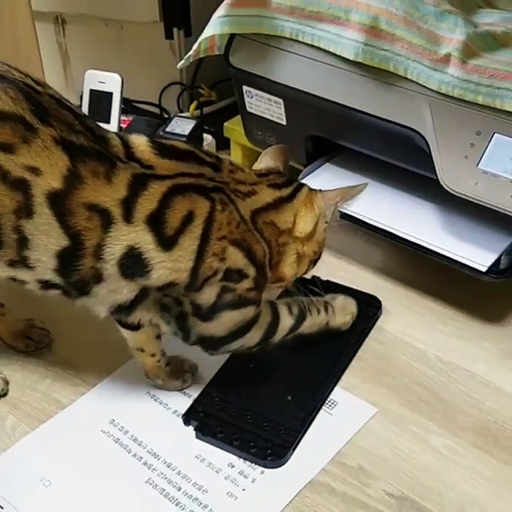Funny with cats video