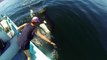 Cette femme caresse une orque sauvage en pleine mer... Magnifique