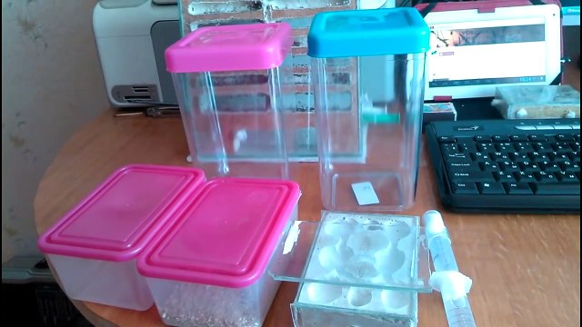 Муравьиная ферма(ant farm).Как сделать формикарий(formicarium) своими руками