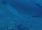 Daredevil Diver Swims with Sharks in Beqa Bay, Fiji