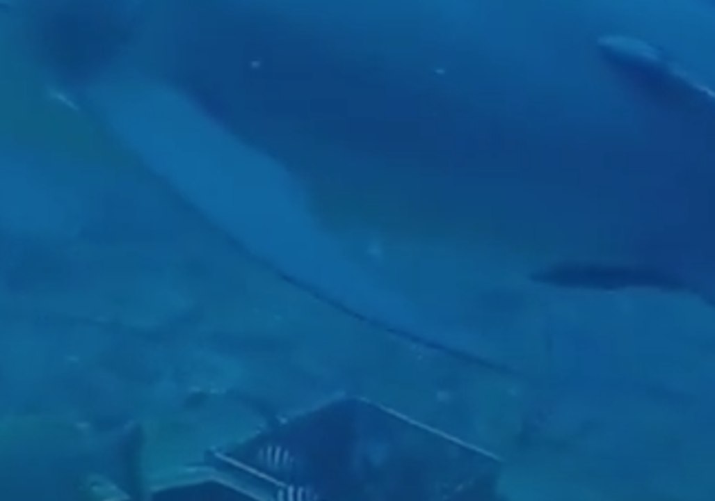 Daredevil Diver Swims with Sharks in Beqa Bay, Fiji