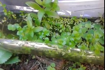 Planta aquatica alface dagua em garrafa pet