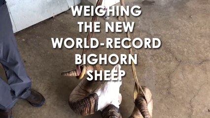 Weighing the New World-Record Bighorn Sheep