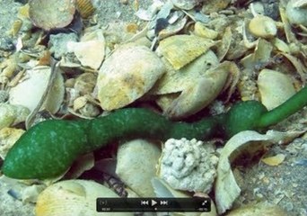 Underwater Photographer Captures Video of a Green Spoon Worm in Port Phillip