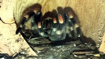 Tarantula Grooming Herself