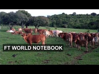 Kenya's hi-tech dairy solution | FT World Notebook