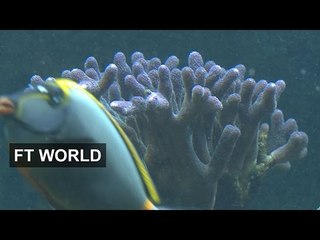 Coral reef tells story of sea change | FT World