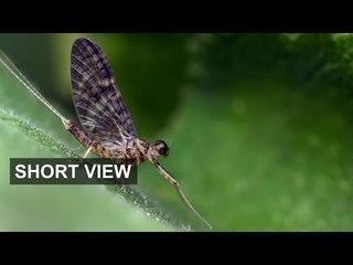 Secular stagnation, charted | Short View