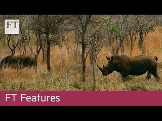 Big Game, Big Money: Inside the illegal wildlife trade