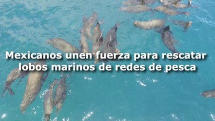 Mexicanos unen fuerza para rescatar lobos marinos de redes de pesca